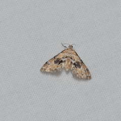 Parapoynx sinuosa