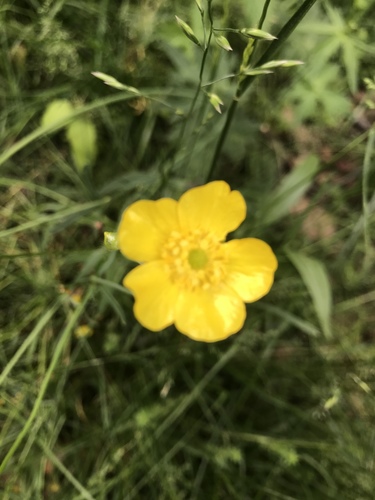 photo of Buttercup Family (Ranunculaceae)