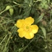 photo of Buttercup Family (Ranunculaceae)