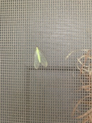 Chrysopa quadripunctata