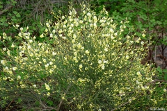 Cytisus multiflorus