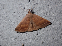 Pechipogo plumigeralis