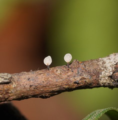 Marasmius alveolaris