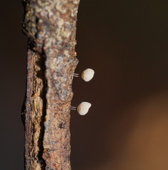 Marasmius alveolaris