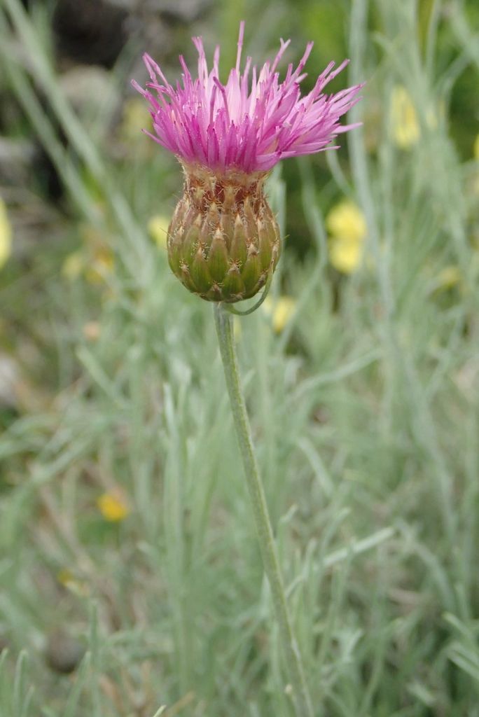 Centaurea subtilis