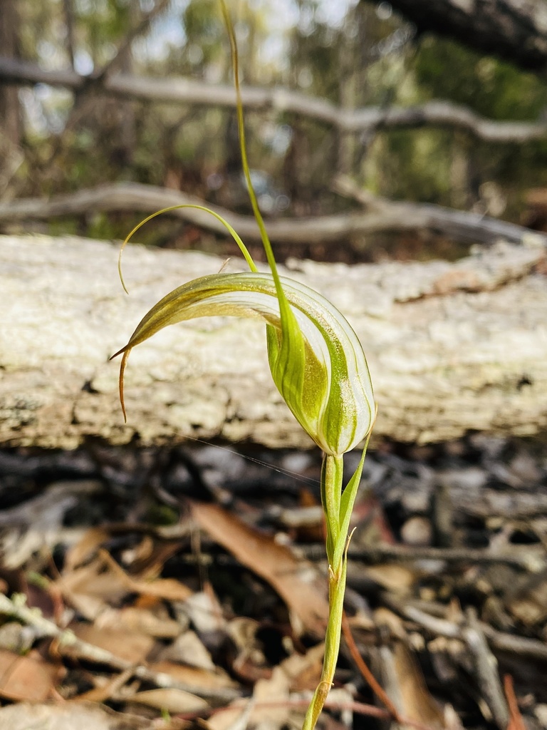Pterostylis ampliata