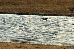 Recurvirostra avosetta