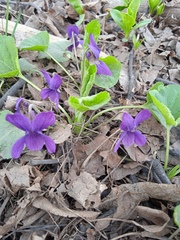 Viola odorata