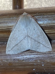Descoreba simplex
