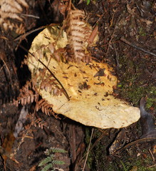 Piptoporus australiensis