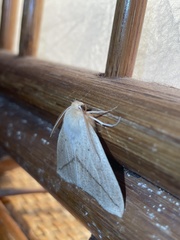 Descoreba simplex