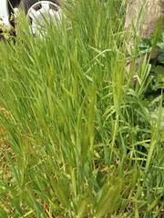 Hordeum murinum