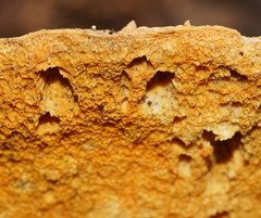 Piptoporus australiensis