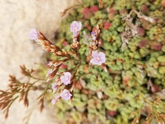 Limonium minutum