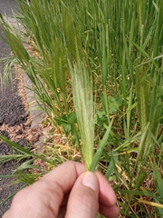 Hordeum murinum