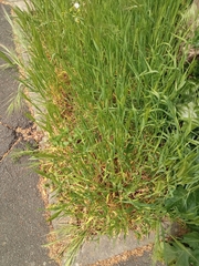 Hordeum murinum