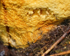Piptoporus australiensis