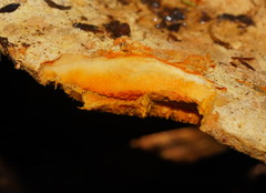 Piptoporus australiensis