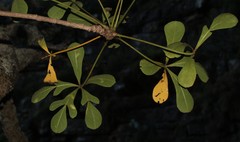 Cussonia thyrsiflora