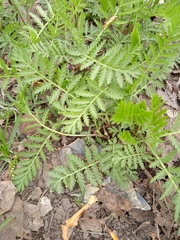 Tanacetum vulgare
