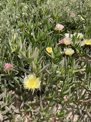 Carpobrotus edulis