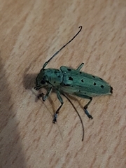 Saperda octopunctata