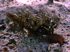 Dardanus scutellatus