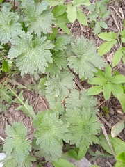 Leonurus quinquelobatus