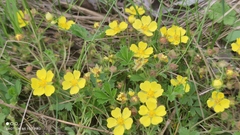 Potentilla incana