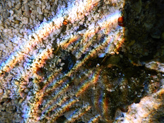 Dardanus scutellatus