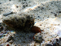 Dardanus scutellatus