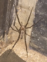 Euprosthenops bayaonianus