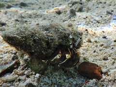 Dardanus scutellatus