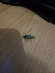 Saperda octopunctata