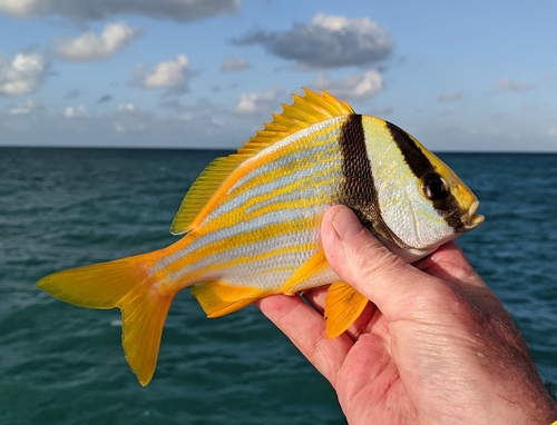 Porkfish