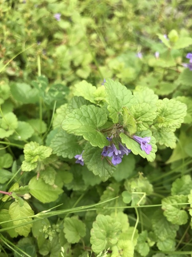 photo of Ground-ivy (Glechoma hederacea)