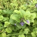 photo of Ground-ivy (Glechoma hederacea)