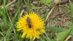 Apis mellifera