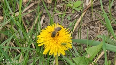 Apis mellifera