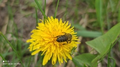 Apis mellifera