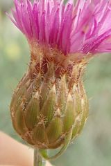 Centaurea subtilis
