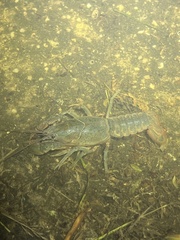 Fallicambarus houstonensis