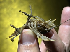 Fallicambarus houstonensis