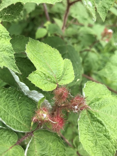 photo of Wineberry (Rubus phoenicolasius)