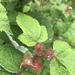 photo of Wineberry (Rubus phoenicolasius)