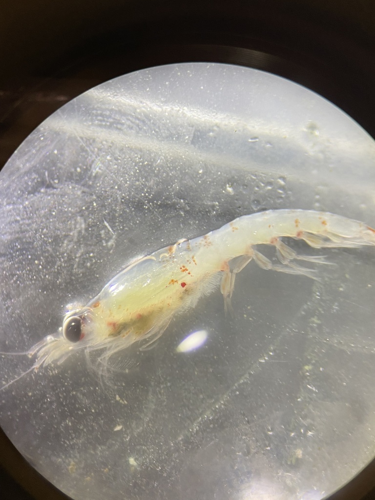 Thysanoessa inermis