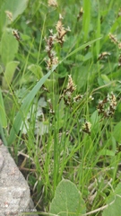 Carex praecox