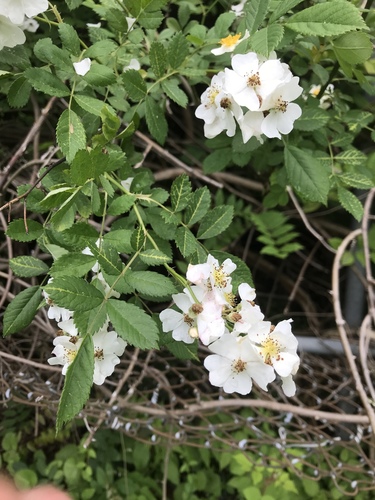 photo of Multiflora Rose (Rosa multiflora)