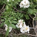 photo of Multiflora Rose (Rosa multiflora)