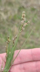 Carex praecox